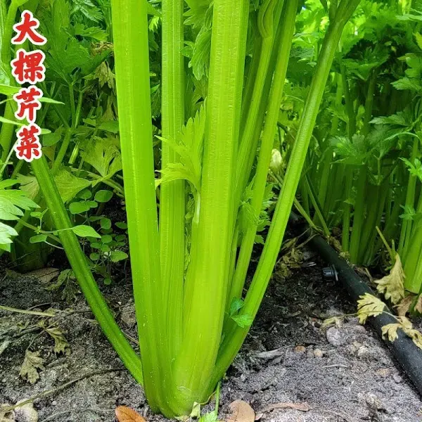 Celery Glorious