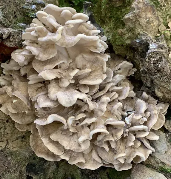 Maitake Mushroom Hen of the Woods