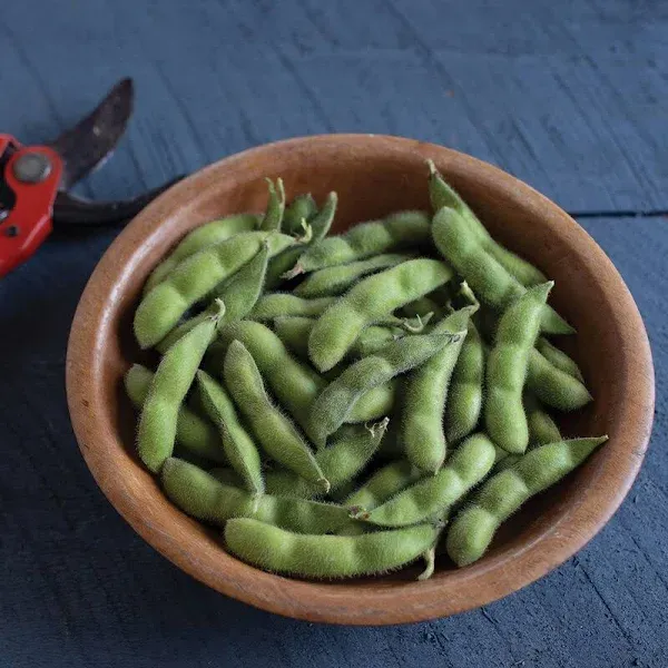 Bean Soy Chiba Green Seeds