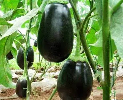Eggplant Mid-night Beauty