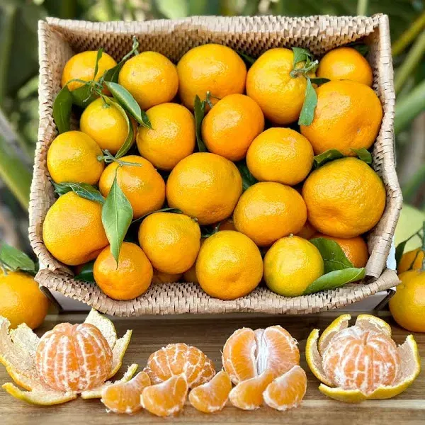 Ultimate Chef's Collection Fresh Satsuma Mandarin