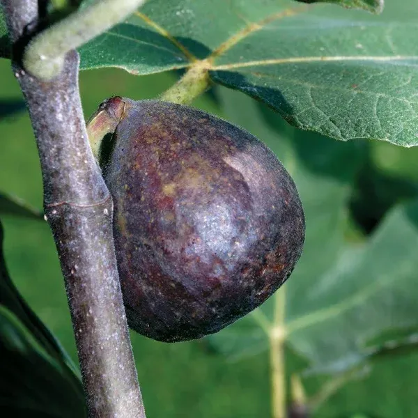 EZ Start Brown Turkey Fig Tree