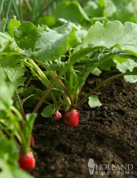 Holland Bulb Farms Radish Long Seeds