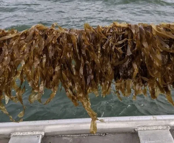 Spartan Sea Farms Cold water Maine Farmed Sugar Kelp