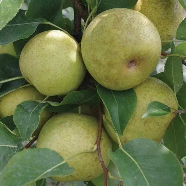 New Century Asian Pear Tree