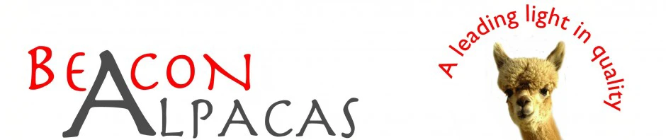 Beacon Alpacas