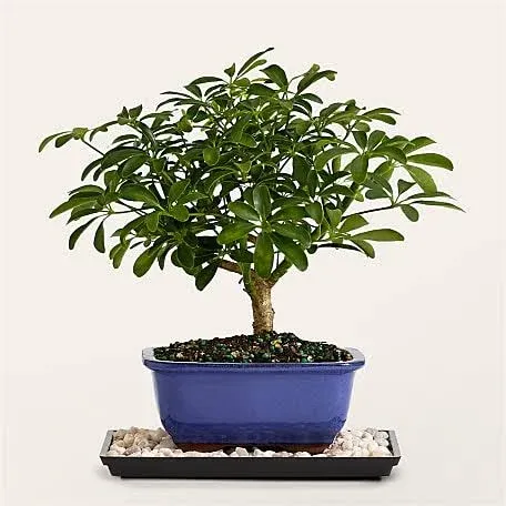 Proflowers Indoor Hawaiian Umbrella Bonsai