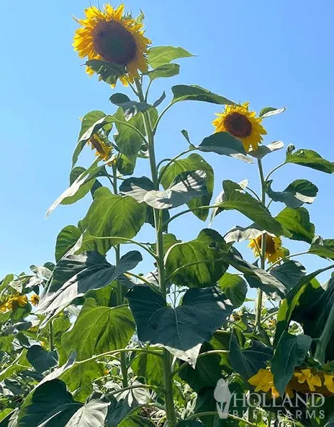 Sunflower Giant Seeds | Holland Bulb Farms