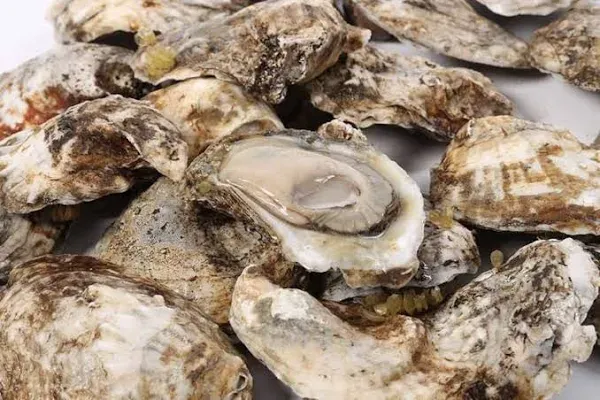 Buy Chesapeake Bay Blue Point Oysters | All Fresh Seafood 6 dz Inc. Oyster Knife & 8 oz Cocktail Sauce