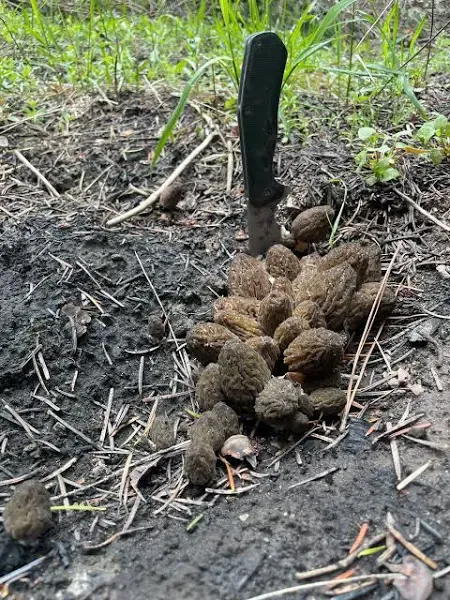 Dried Morel Mushrooms