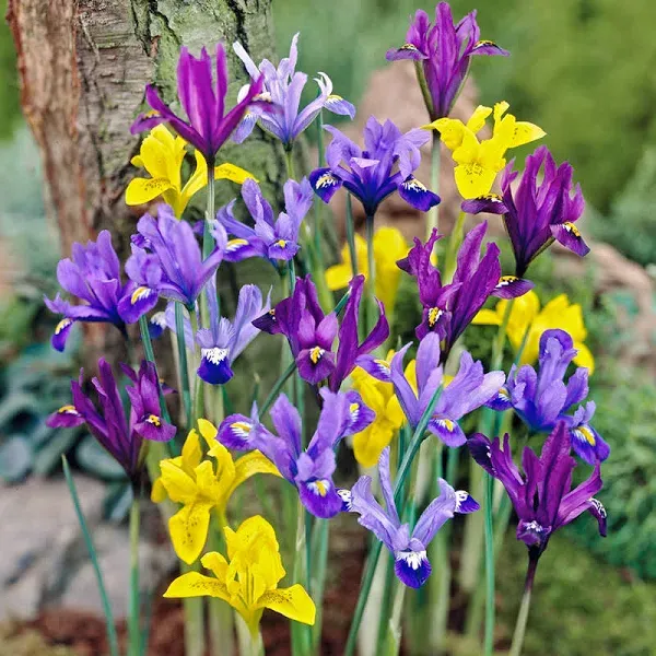 Holland Bulb Farms Early Royal Dwarf Iris Mixture