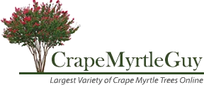 Crape Myrtle Guy