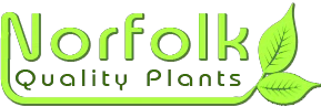 Norfolk Quality Plants