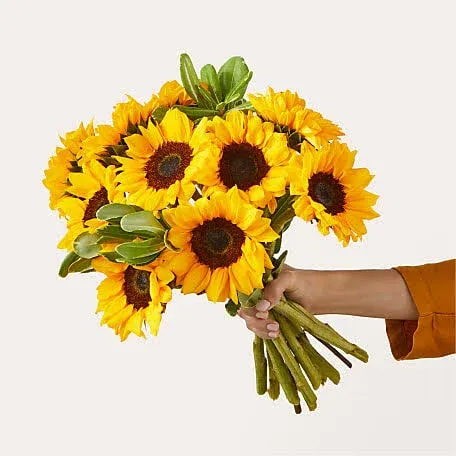Proflowers Honey Bee Sunflower