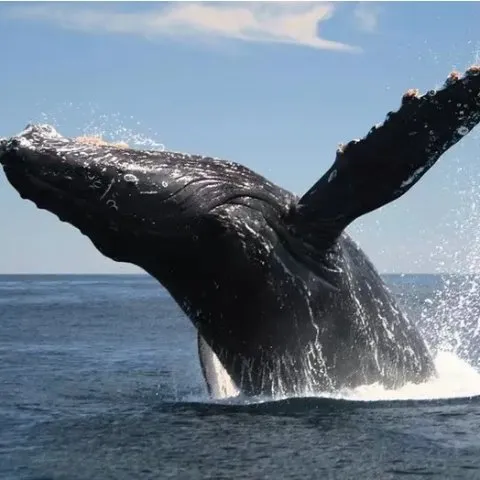 Whale-Watching Trips from Miss Belmar Whale Watching on Jersey Shore (Up to 32% Off).