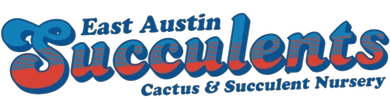 East Austin Succulents