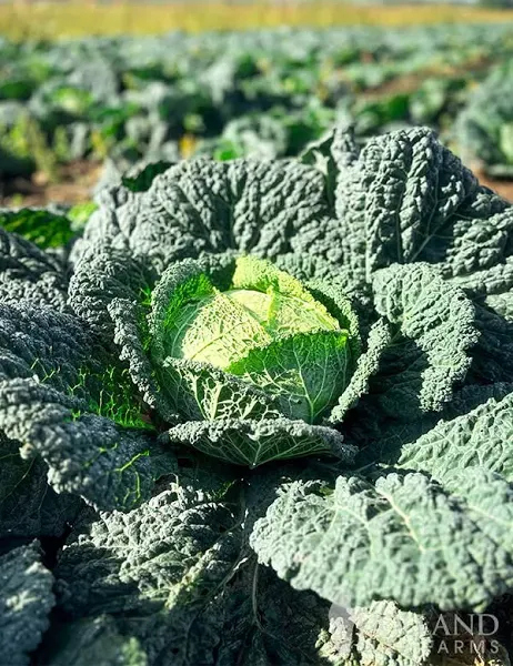 Holland Bulb Farms Cabbage Savoy Seeds