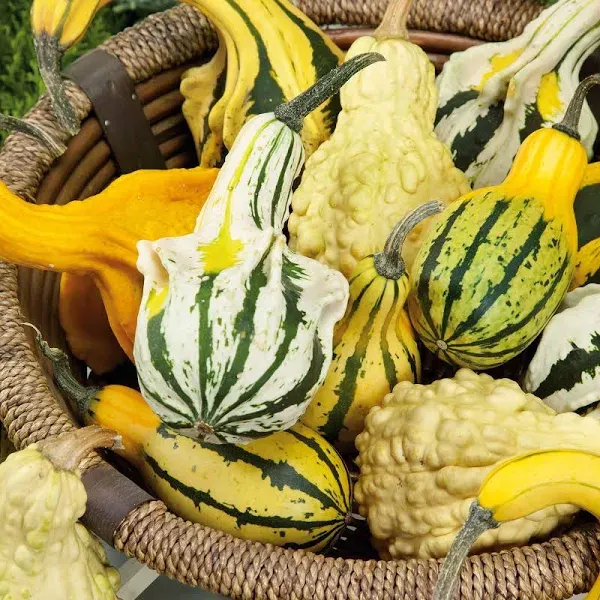 Bulk Gourd Seeds Large Mix