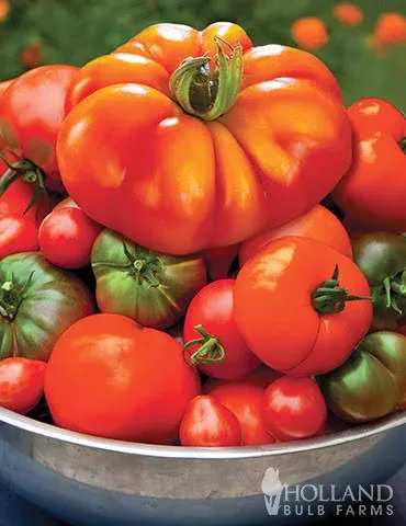 Holland Bulb Farms Juicy Tomato Garden