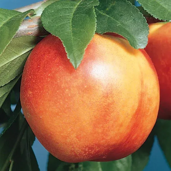 Mericrest Nectarine Tree