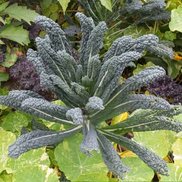 Bulk Kale Seeds