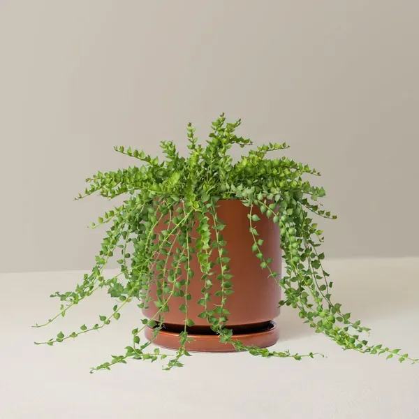 The Sill Dischidia