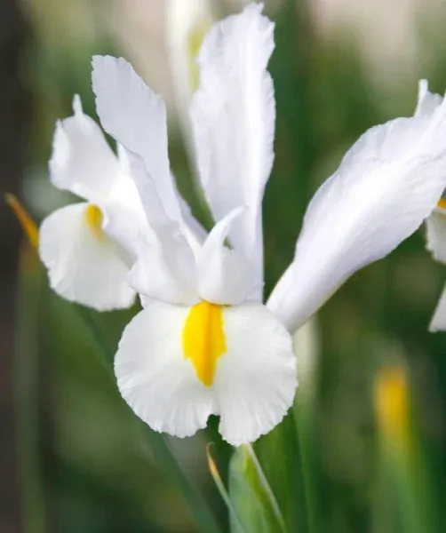 White van Vliet Dutch Iris | Holland Bulb Farms