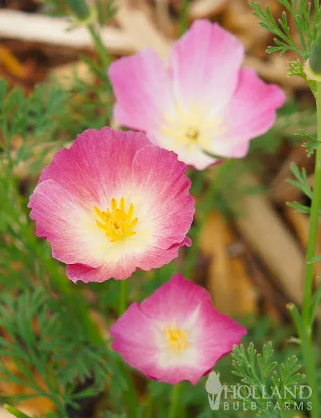 Holland Bulb Farms Poppy California Pink Seeds