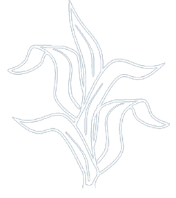 Flor De Maiz