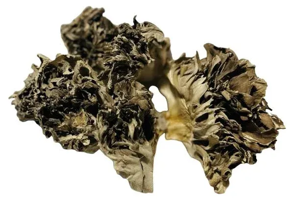 Dried Maitake Mushrooms