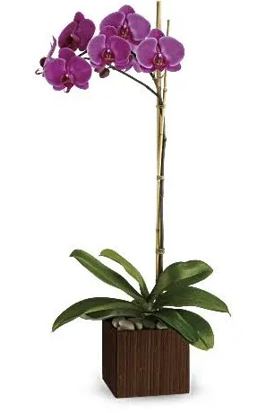 Teleflora Sublime Orchid