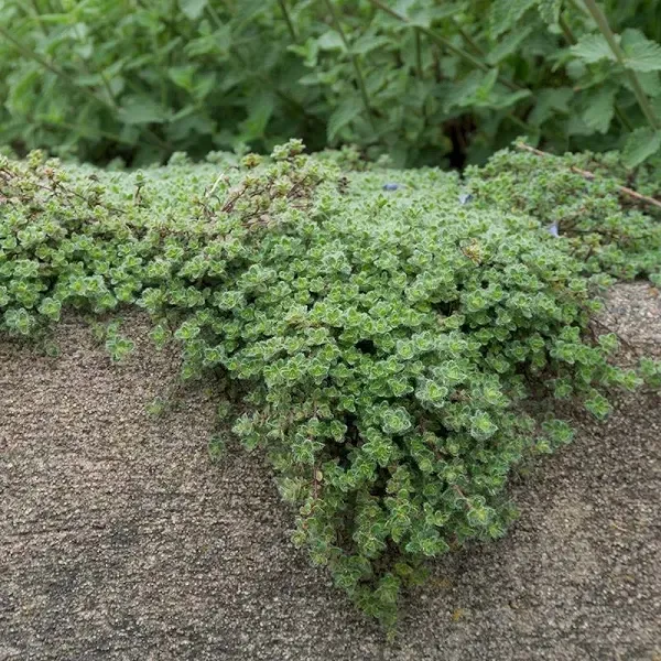 Woolly Thyme Plant