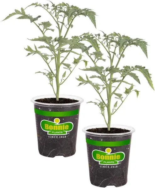 Bonnie Plants Yellow Cherry Tomato 19.3 oz. (2-Pack)