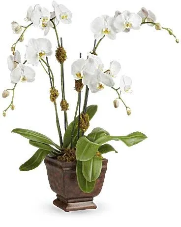 Teleflora Blossoming Orchid Plant