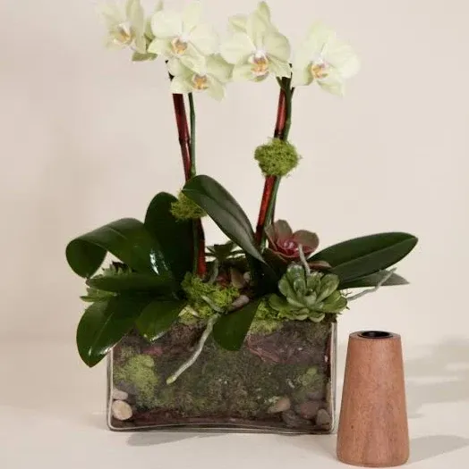 French Florist - Double Mini Phalaenopsis Orchid-Clear Glass - Plant Delivery