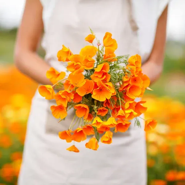 California Poppy Seeds