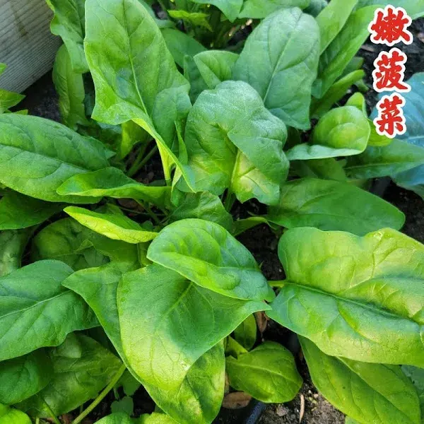 Spinach Tender Green
