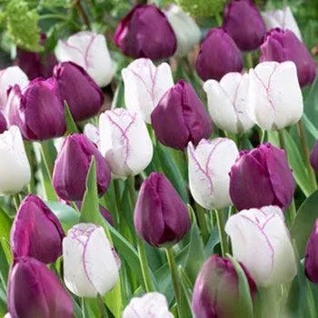 Purple Passion Triumph Tulip Mix Bag of 10