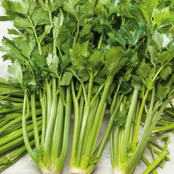 Pascal Bulk Celery Seeds