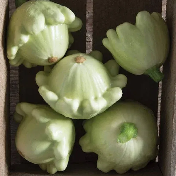 Squash Summer Scallop Seeds