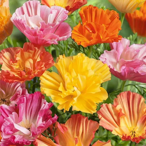California Poppy Seeds Ballerina Mix
