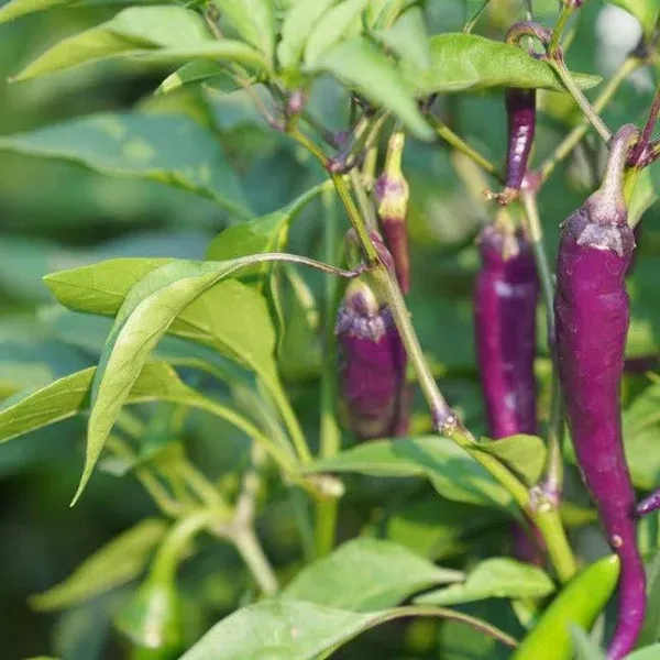 Pepper Cayenne Purple Plant Seeds