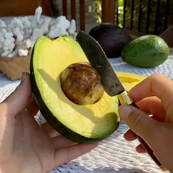 8 LB Fresh Reed Avocado
