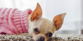 Pet Clothes