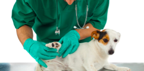 Pet Health