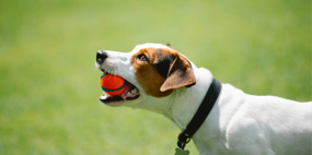Pet Training