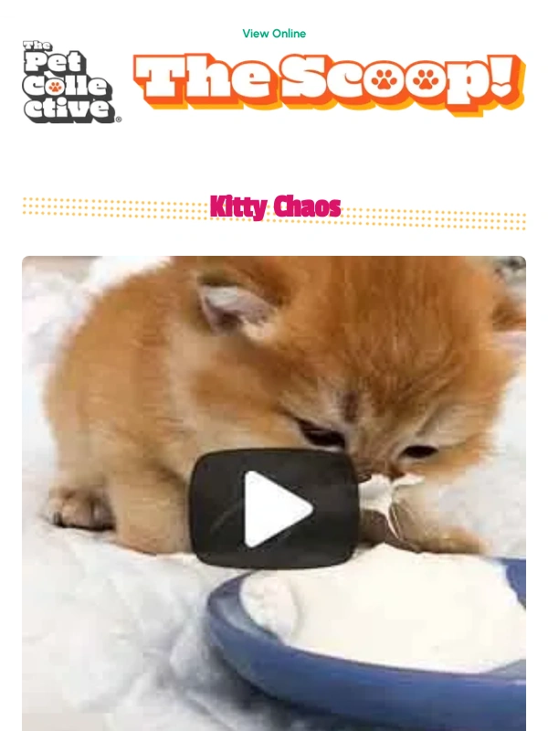 VIZIO - Are These the MESSIEST Pets on the Planet