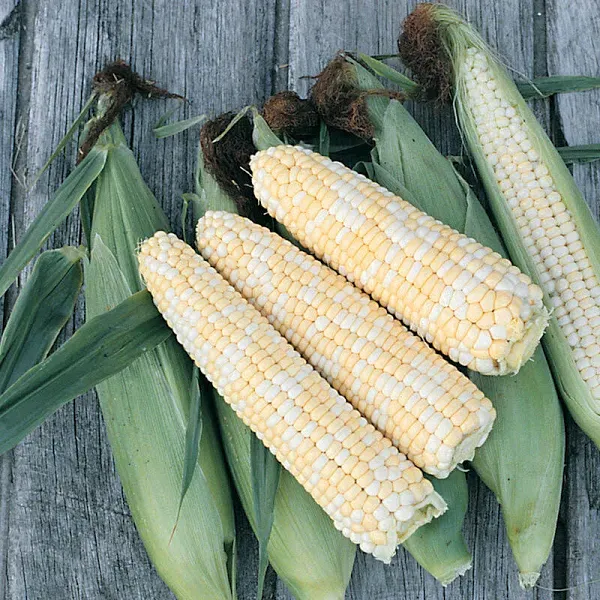 Corn Sweet Double Standard Seeds