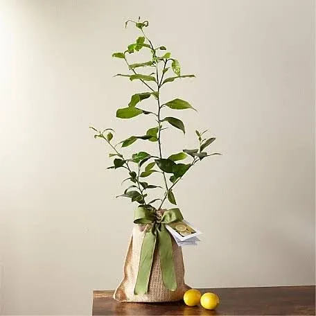 FTD Petite Meyer Lemon Tree