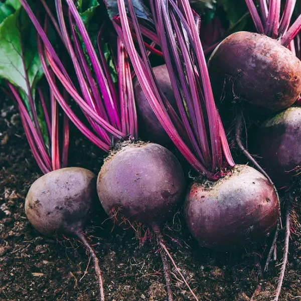 Beet Detroit Seeds